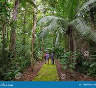 Image result for South American Jungle Paradise