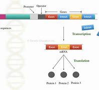 Image result for Gene Structure Exon and Intron