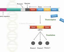 Image result for Gene Transcription Intron-Exon
