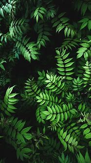 Image result for Green Leaf iPhone Wallpaper