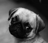 Image result for Puppy Images for Laptop Wallpaper