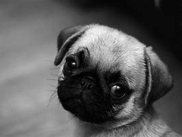 Image result for Pug Puppies Wallpaper