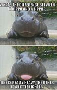 Image result for What's the Difference Between a Hippo and a Zippo