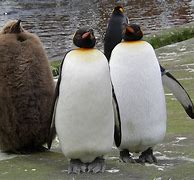 Image result for Penguin Family