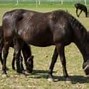 Image result for Types of Horse Racing