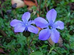 Image result for Cyananthus lobatus x microphylla