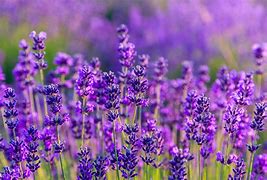 Image result for Lavandula angustifolia Dwarf Blue