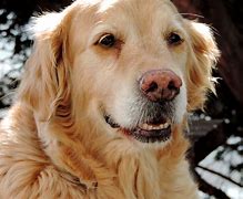 Image result for Domestic Dog