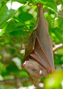 Image result for West African Fruit Bat