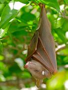 Image result for Fruit Bats Caves