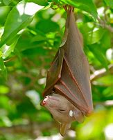 Image result for Types of Bats Species