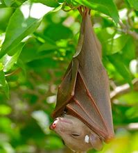 Image result for Camouflage Fruit Bat