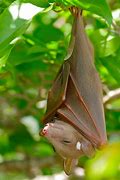 Image result for Buttikofer Epauletted Fruit Bat