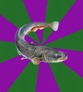 Image result for Reptile Memes