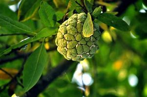 Image result for Sugar Apple Tree Inroduction