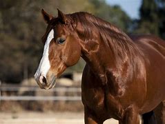 Image result for Riding Horse Breeds