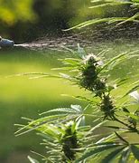 Image result for Pesticides Cannabis