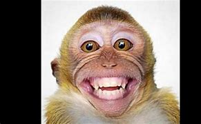 Image result for Laughing Monkey Meme