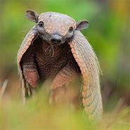 Image result for Animal Like an Armadillo
