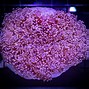 Image result for Bubble Coral Frag