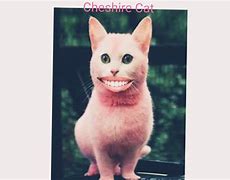 Image result for Cheshire Cat Real Life