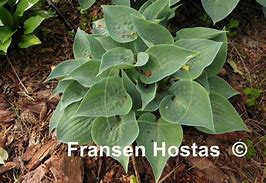 Image result for Hosta Baby Blue Eyes