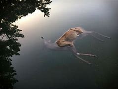 Image result for Dead Deer