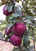 Image result for Delicious Apple