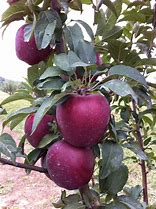 Image result for Red Delicious Apple Supermarket