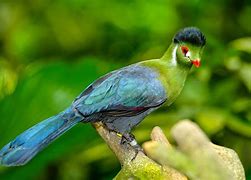 Image result for Turaco Bird