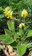 Image result for Primula veris dubbel paars
