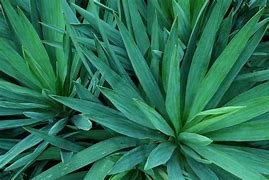 Image result for Sharp Green Plants