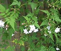 Image result for Jasminum officinale