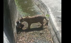 Image result for Tiger Eats Guy at Zoo