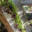 Image result for Plants That Grow On Vines