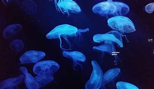 Image result for acuaete