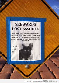 Image result for Lost Cat Meme