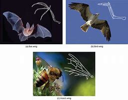 Image result for Bat Wings Drawing