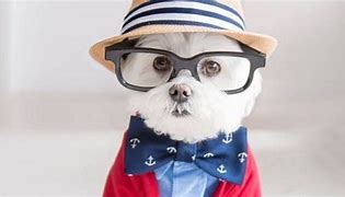 Image result for Hipster Dog Meme