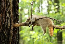Image result for Raccoon Tree Wallpaper