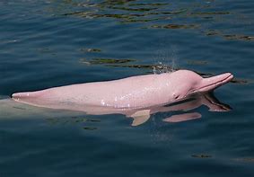 Image result for River Dolphin Species