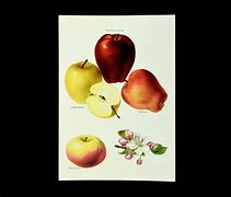 Image result for Apple Fruit Wall