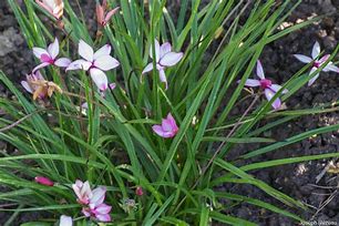 Image result for Rhodohypoxis milloides