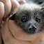 Image result for Mom and Baby Bat