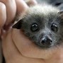 Image result for Bennet the Baby Bat