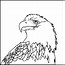 Image result for Bald Eagle Outline Drawing
