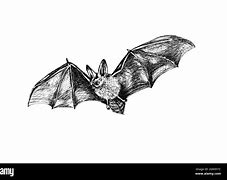 Image result for Bat Sketch Black and White