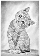 Image result for Drawn Kitten
