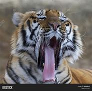 Image result for Biggest Tiger Yawn