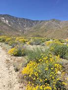 Image result for Yellow Wild Desert Flowers Arizona